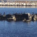 I cormorani invadono le coste pugliesi. Avvistamenti ripetuti anche a Giovinazzo