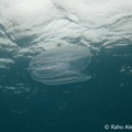 Ctenofori nelle acque di Giovinazzo. Il WWF: «Sono del tutto innocui»