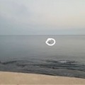 Delfini nel mare di Giovinazzo (VIDEO)