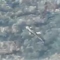 Nel mare di Giovinazzo non solo delfini comuni: avvistato un grampo