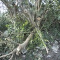 Caduta alberi lungo la linea ferroviaria: c'è l'ordinanza del sindaco di Giovinazzo