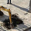 Piantumati nuovi alberi in piazza Vittorio Emanuele II