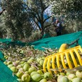 Furti di olive, la Cia: «Agricoltori costretti alle ronde notturne»