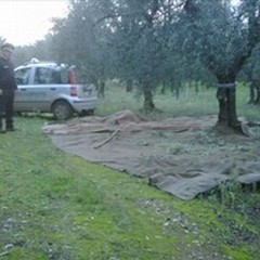 Una task force contro i furti di olive