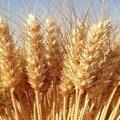 Continua la caduta del prezzo del grano italiano