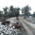 Carrubo secolare abbattuto in località Sant'Eustachio
