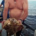 Si tuffa in mare e salva una tartaruga