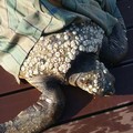 Tartaruga recuperata: è viva ma in condizioni critiche