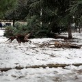 Aggiornamenti neve a Giovinazzo. Cade albero in piazza Stallone