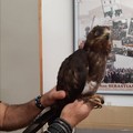 Falco pecchiaiolo in difficoltà recuperato dalla Polizia Locale