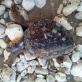 Una carcassa di tartaruga marina recuperata a Cola Olidda