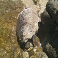 Un'altra tartaruga marina trovata in spiaggia senza vita