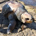 Ennesima tartaruga spiaggiata, è strage di esemplari lungo la costa