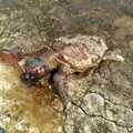Rinvenuta un'altra tartaruga caretta caretta in decomposizione