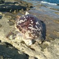 Tartaruga spiaggiata alla Trincea. Secondo esemplare in una settimana
