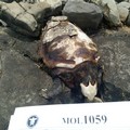 Tartaruga caretta caretta spiaggiata a Giovinazzo