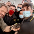 Rondone incastrato in una caldaia: liberato dai Vigili del Fuoco