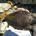 Grossa tartaruga marina spiaggiata alla Trincea