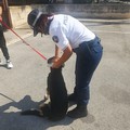 Deiezioni canine e microchip, controlli serrati della Polizia Locale