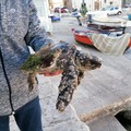 Piccola tartaruga recuperata a Giovinazzo, salvata da un pescatore