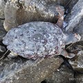 Grossa tartaruga caretta caretta spiaggiata a Giovinazzo