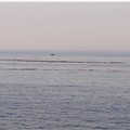 Tronchi in mare a Giovinazzo. Ecco la spiegazione
