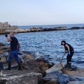 Delfino spiaggiato a Levante: scattate le operazioni di recupero