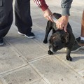 Deiezioni canine e microchip, continuano i controlli sui proprietari dei cani