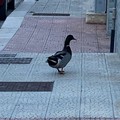 Un'anatra a spasso per le strade di Giovinazzo. Adesso è al sicuro