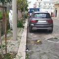 Manutenzione verde: completate operazioni su strade, scuole e piazze