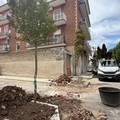 Taglio degli aberi su viale De Gaetano, interviene Forza Giovinazzo