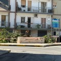 Definitivamente tagliato il carrubo alla rotatoria di via Ten. Devenuto