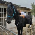 Furto nell'agro di Giovinazzo, rubati due cavalli in località Sant'Eustacchio