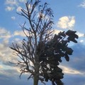 Alberi sui lungomari: le perplessità dei cittadini e le risposte del sindaco