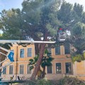 Albero caduto nella scuola  "San Giovanni Bosco ": Depalo risponde a Sinistra Italiana