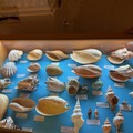Splendide conchiglie nella Chiesa del Carmine. Successo per la mostra malacologica