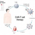 Cancro: le terapie geniche CAR-T