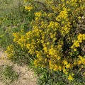 Caldo anomalo, Coldiretti: «Non cadono foglie in autunno, fioriscono cespugli ed erbe spontanee»