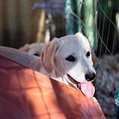 La Lega del Cane di Giovinazzo cerca acqua per i suoi ospiti