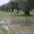 Piogge forti e bombe d'acqua: gli agricoltori sono in ginocchio