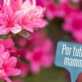 Festa della Mamma, prezzi capestro al mercato nero di fiori e piante. Coldiretti denuncia