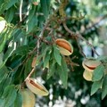 Raccolta mandorle, allarme furti in provincia di Bari