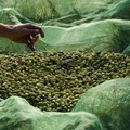 Furti di olive, Coldiretti: «In 3 minuti si rubano 30 chili di prodotto»