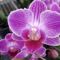 Coldiretti Puglia a sostegno dei produttori di orchidee del Nord Barese
