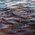 Allarme alga tossica: «Alte concentrazioni a sud di Giovinazzo»