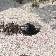 Vandali in azione in piazza Risorgimento