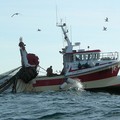Scatta il fermo pesca in Adriatico: 30 giorni di stop