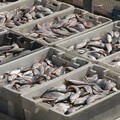 Arriva il fermo pesca: esteri 8 pesci su 10 nel piatto dei pugliesi