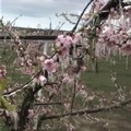 Peschi e mandorli bruciati dal gelo: probabili perdite ortofrutticole anche nelle campagne di Giovinazzo