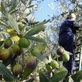 Galizia e Cassese: «Orgogliosi per fondi Governo per rigenerazione olivicola»
